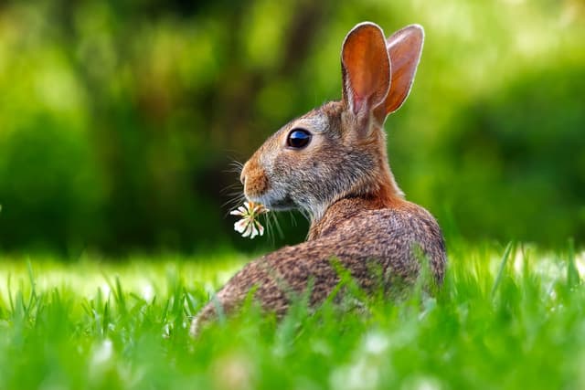 Hase im Feld